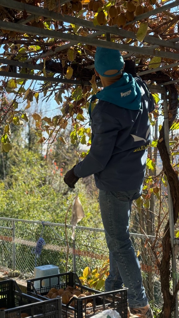 Raccolta dei kiwi dalla pergola a CaRina